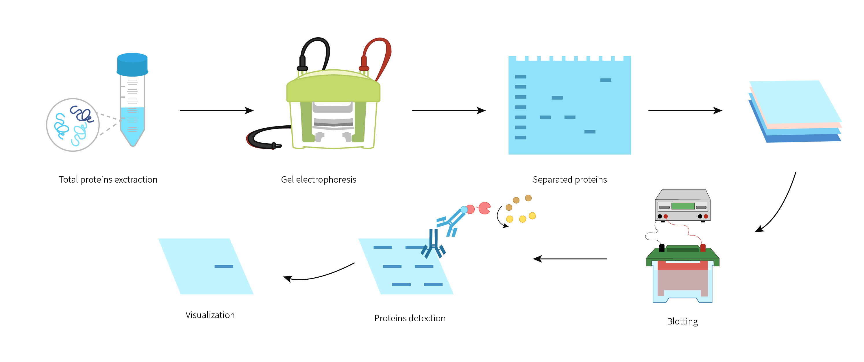 
                    Western blot