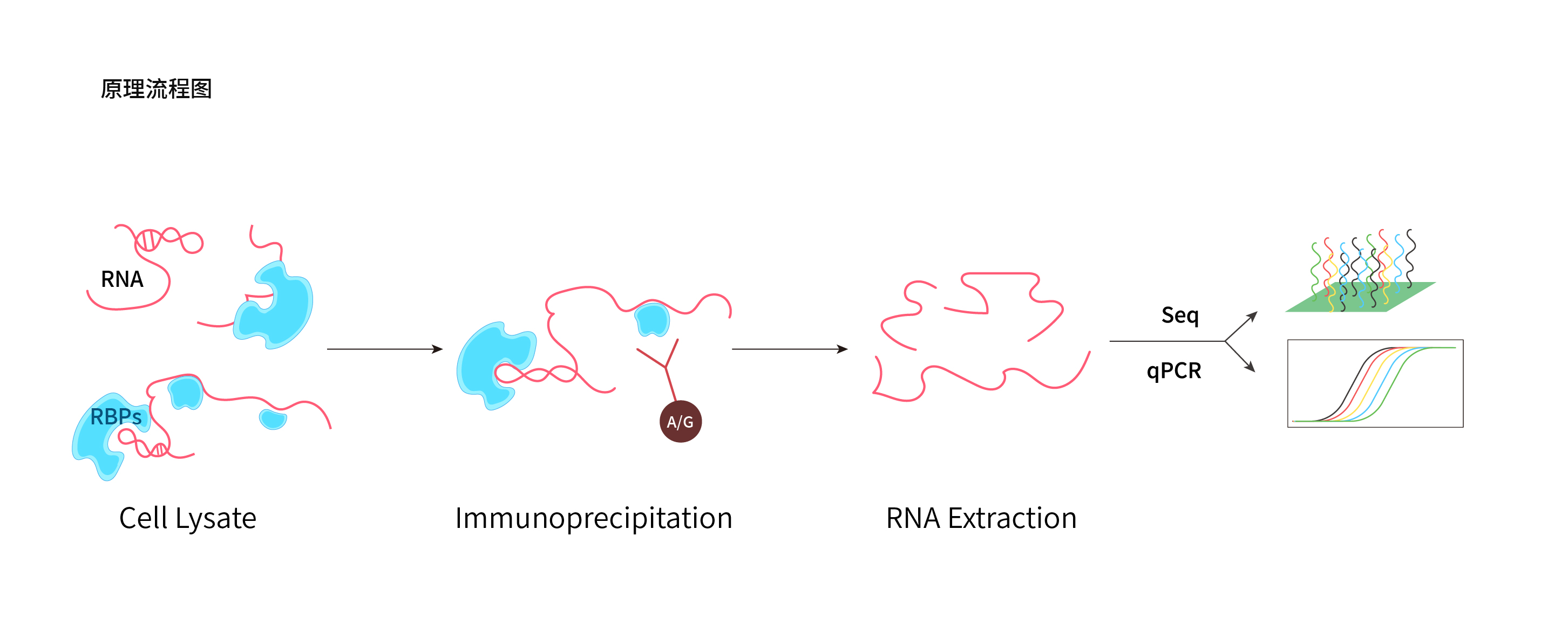
                    RNA免疫沉淀(RIP-qPCR/Seq)