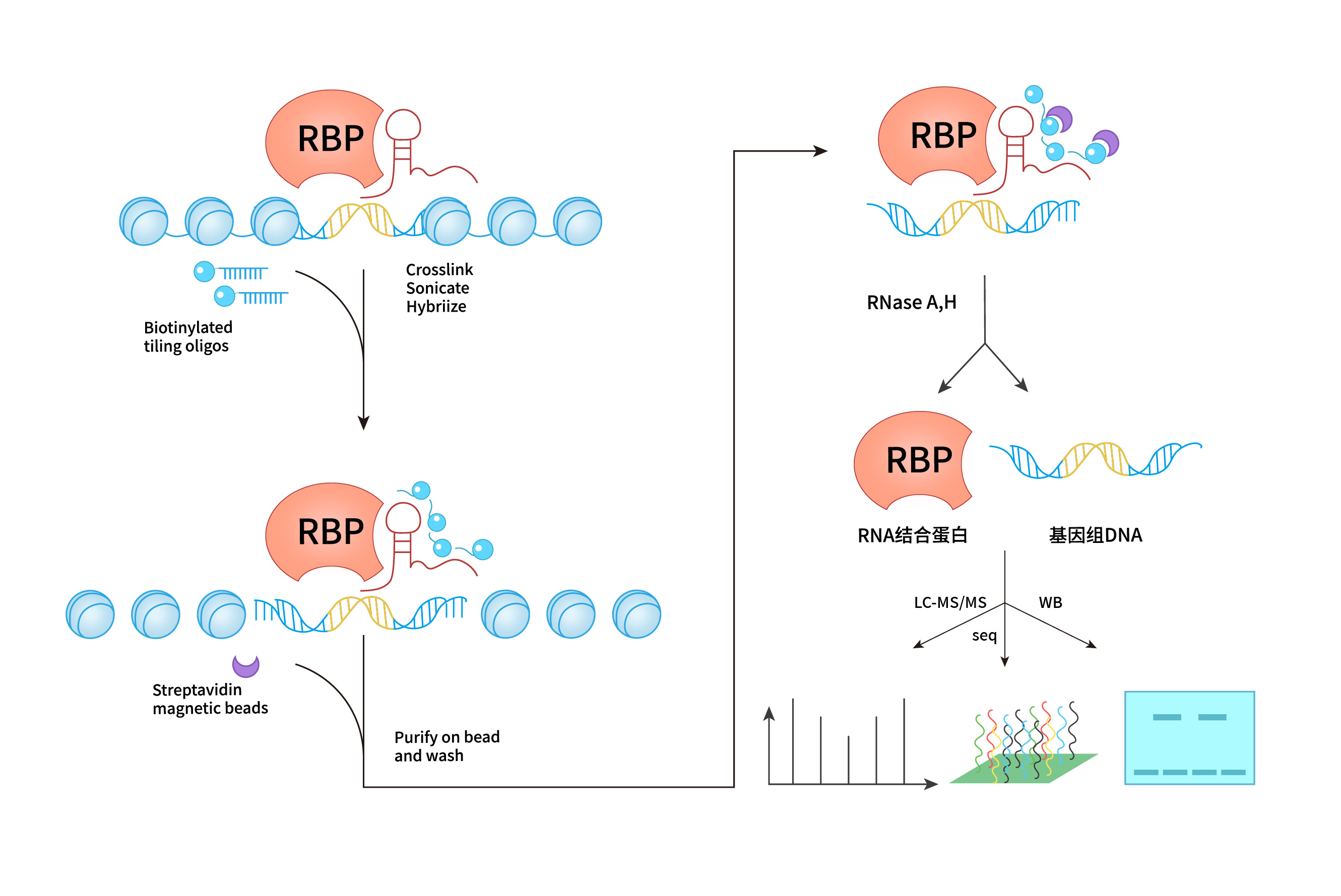 RNA纯化法染色质分离(ChIRP-qPCR/MS/Seq)