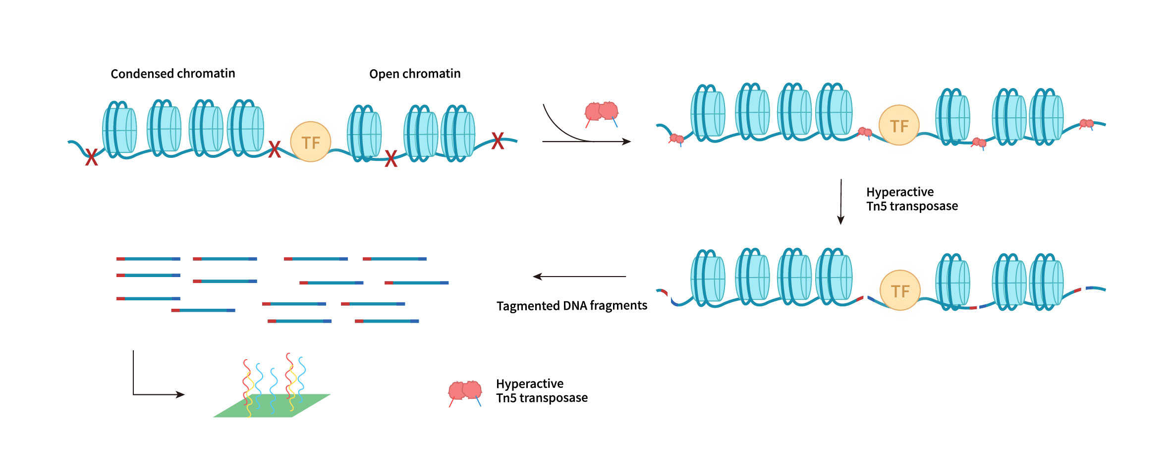 
                    ATAC-Seq