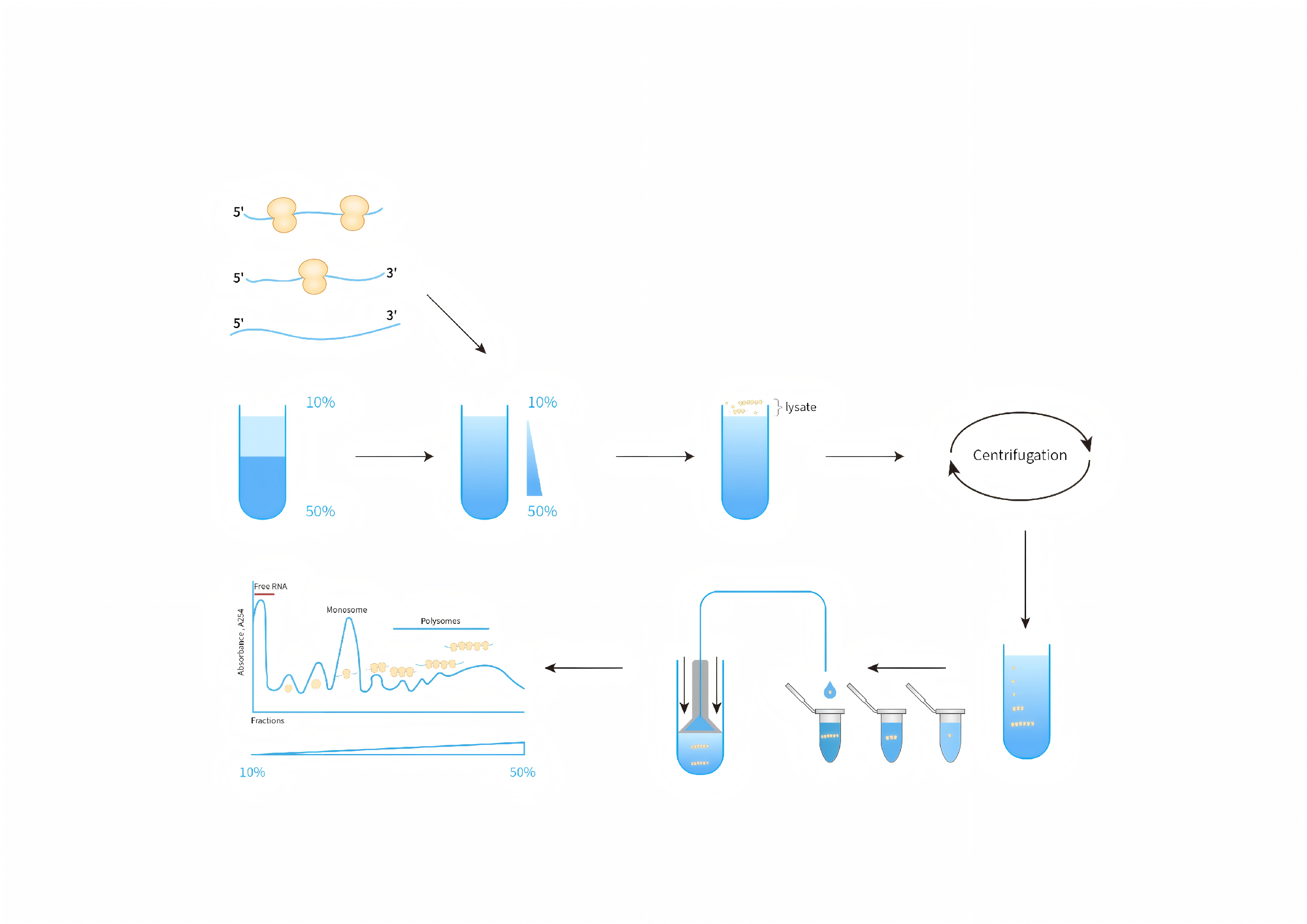 多聚核糖体分析(Polysome analysis-Seq/MS)