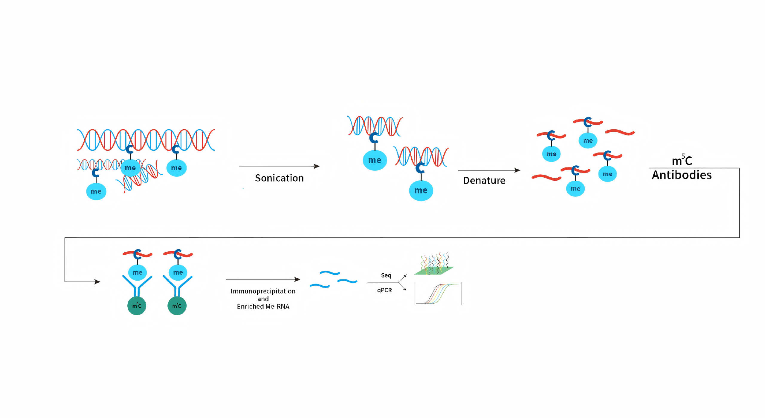 
                    甲基化DNA免疫沉淀(MeDIP-qPCR/Seq)