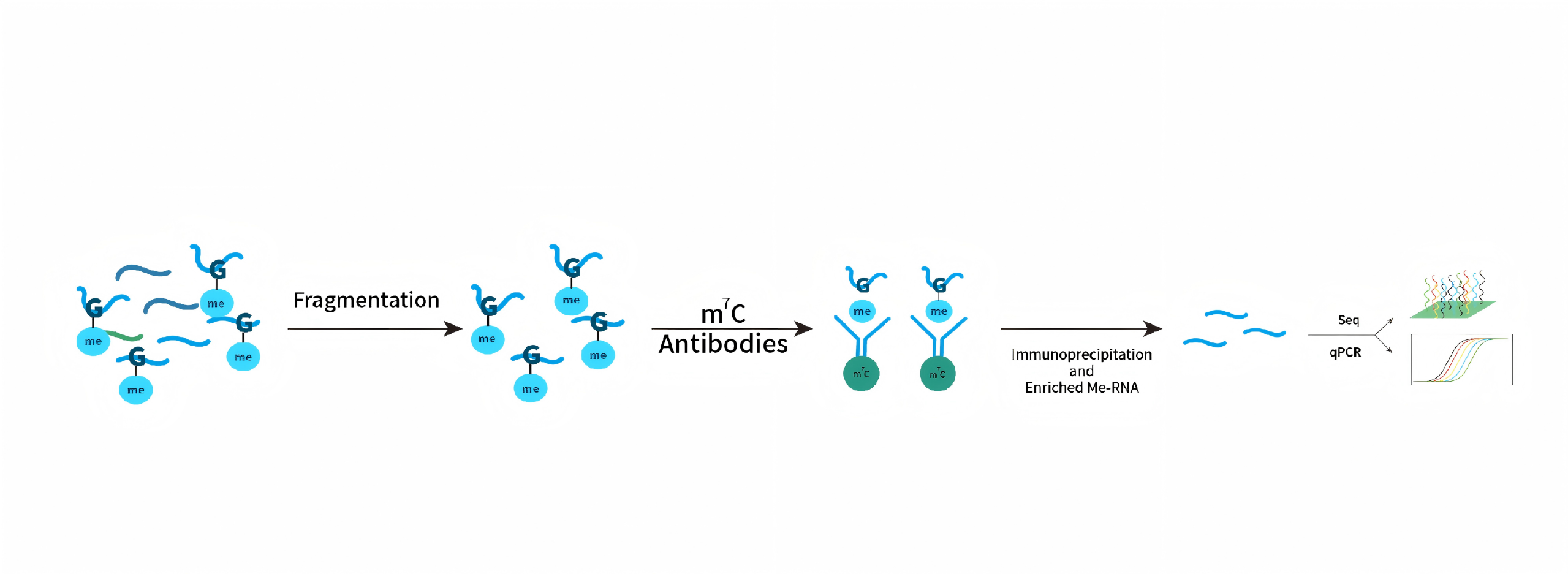 
                    N7-甲基鸟苷甲基化RNA(m7G MeRIP-qPCR/Seq)