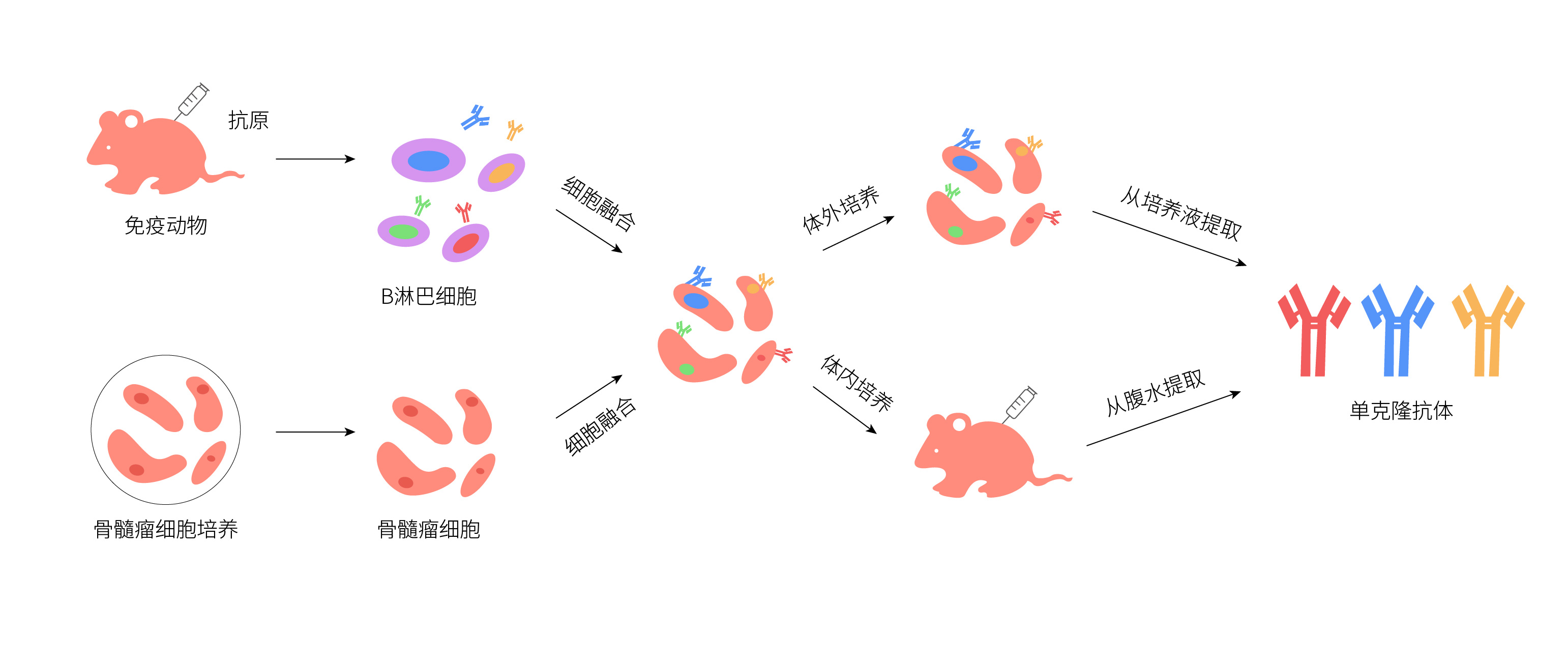 
                    单克隆抗体定制