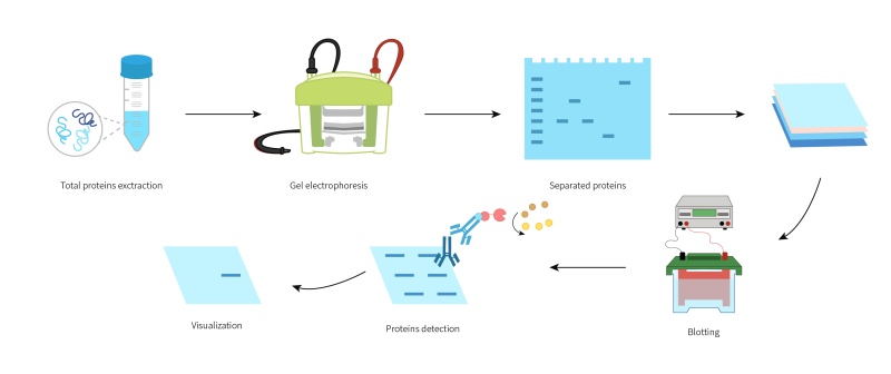 1778060626141426Vp72.jpg 1.Western blot.jpg