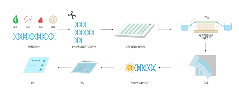 17781463133562449KzY.jpg 2.Southern blot.jpg