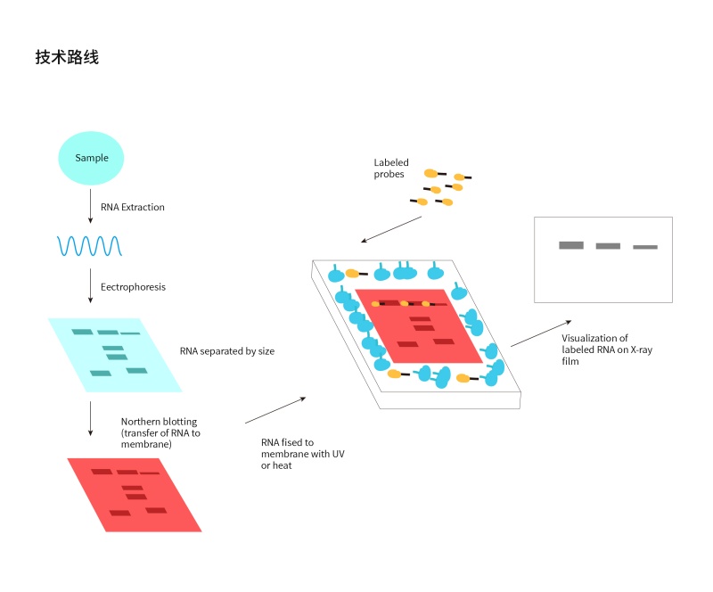 1778317868239949csNC.jpg Northern Blot试剂盒-57.jpg