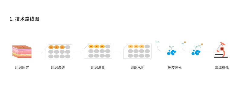1778557745634923VnCK.jpg 皮肤组织透明化免疫荧光试剂盒-61.jpg