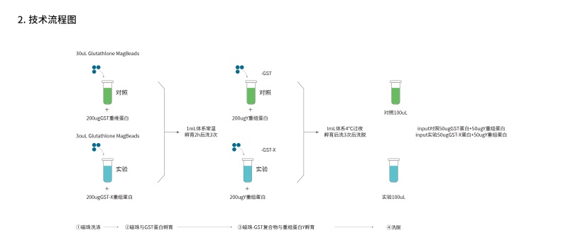 1778565532722100rD0E.jpg 磁珠法GST pull-down试剂盒-37.jpg