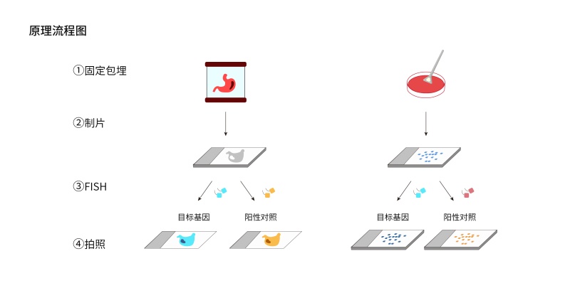 1778566566825560ViAi.jpg RNA荧光原位杂交(RNA-FISH)试剂盒-55.jpg