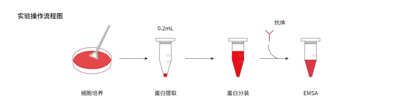 1778830558626713dN3W.jpg EMSA试剂盒-56.jpg