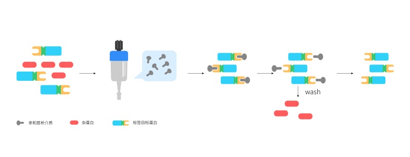 1778896389517342977o.jpg 蛋白纯化.jpg