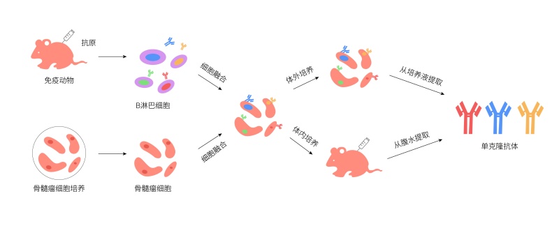 1778896517547008ITIp.jpg 单克隆抗体制备.jpg