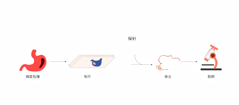 1778900967257563WwbK.jpg DNA荧光原位杂交(DNA-FISH)试剂盒-58.jpg