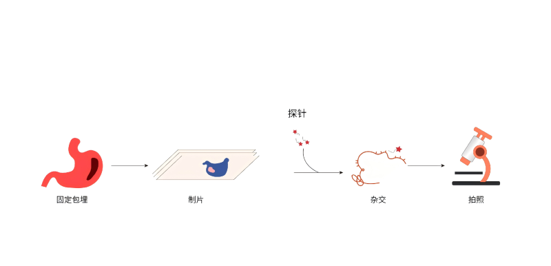 1778902294725770AhNT.jpg RNA荧光原位杂交(RNA-FISH)试剂盒-56.jpg