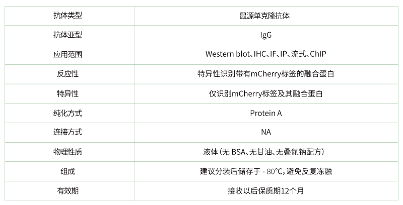 01.anti - mCherry Mouse mAb-02-02-02-02.png