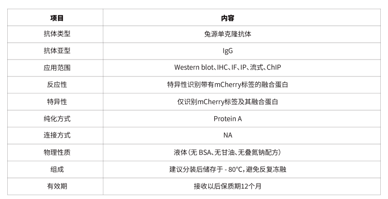02.anti - mCherry Rabbit mAb-43.png