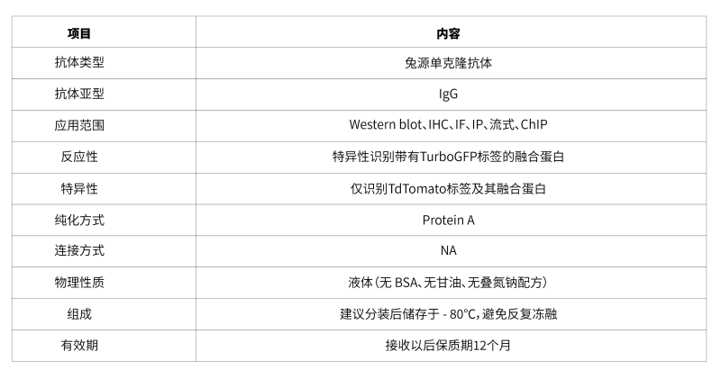 10.TurboGFP Rabbit mAb-49.png