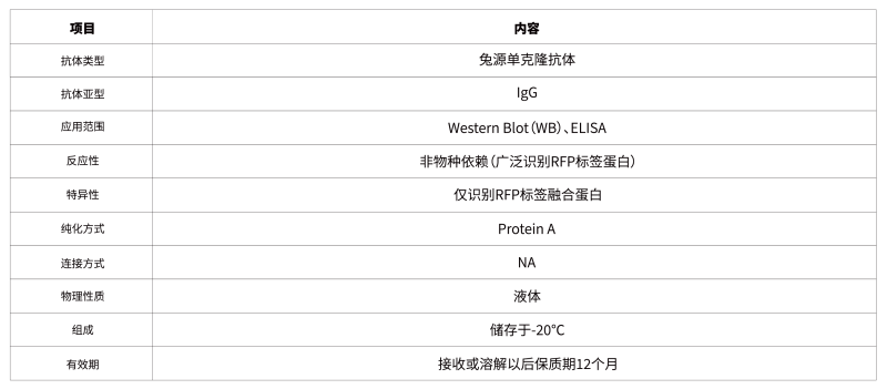 1779098254375035MpbI.png 19.Rabbit anti RFP -Tag Monoclonal Antibody-56.png
